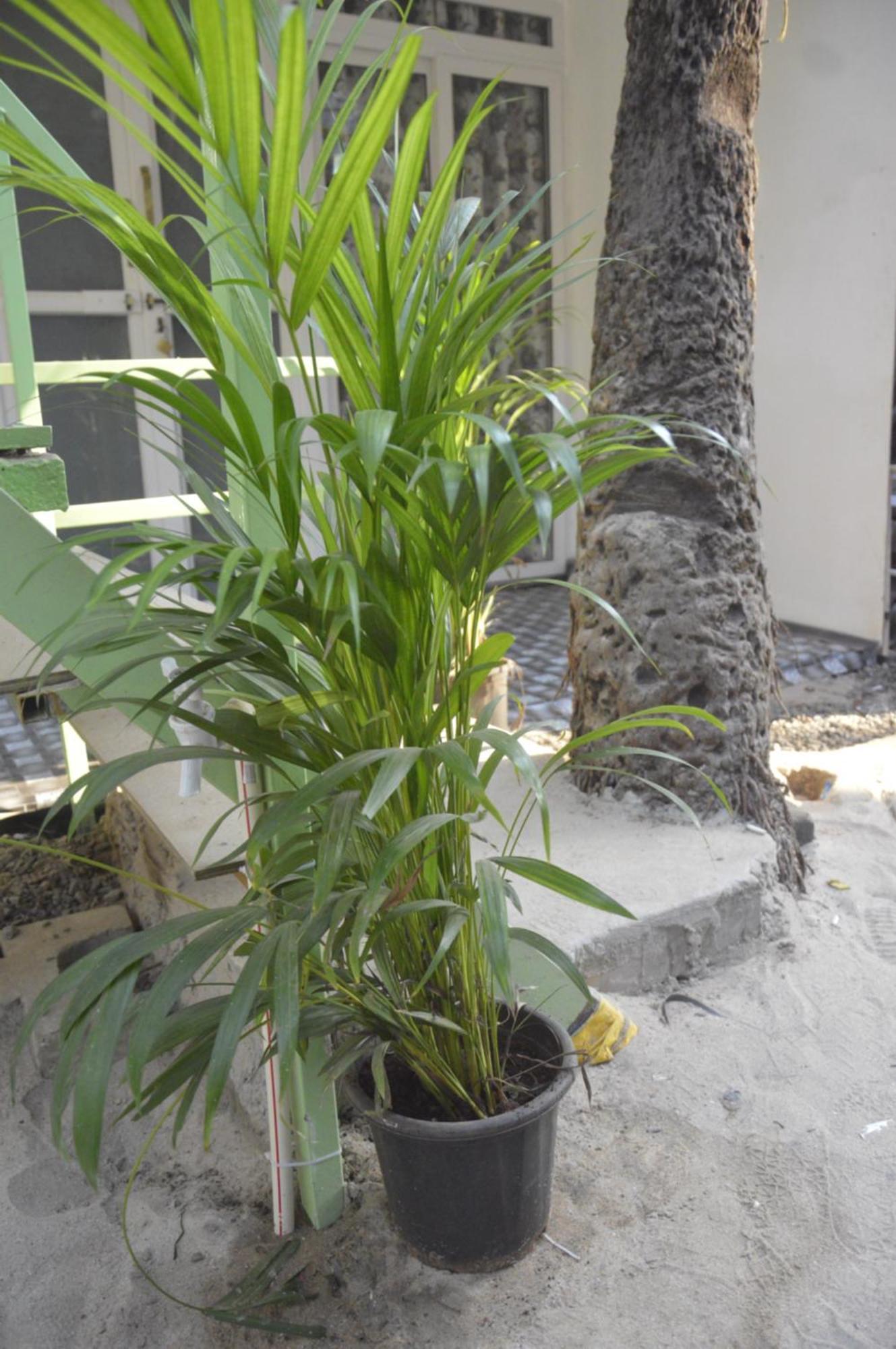 Sunbath Beach Exotica Canacona Exterior photo